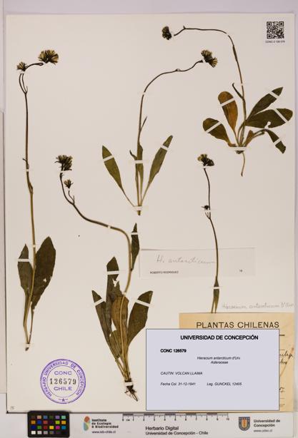 Hieracium antarcticum [Espécimen: UDEC:CONC:0126579]