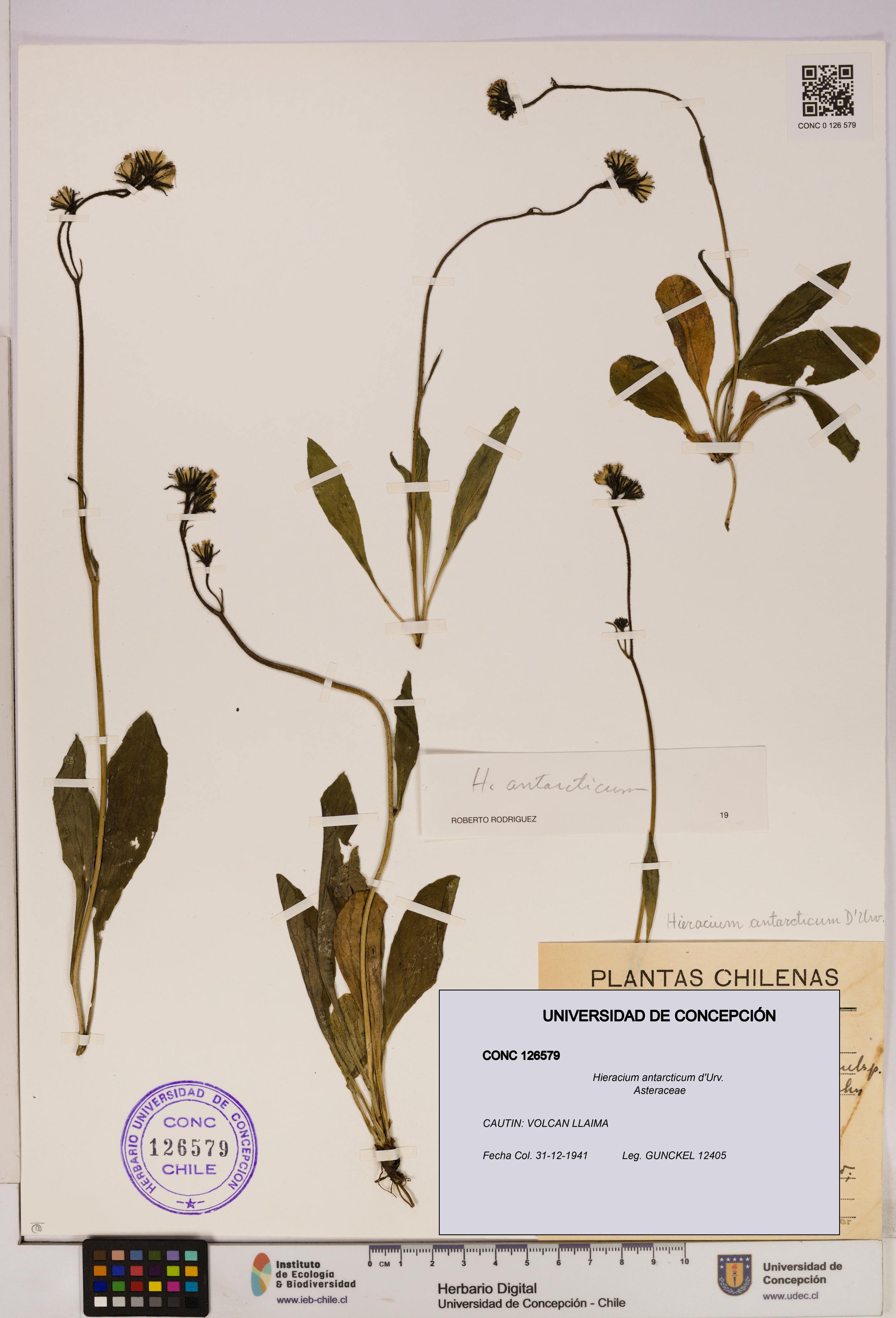 Hieracium antarcticum [Espécimen: UDEC:CONC:0126579]