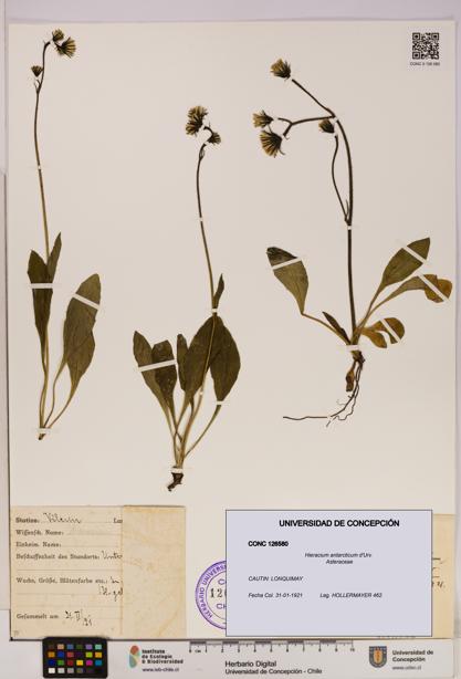 Hieracium antarcticum [Espécimen: UDEC:CONC:0126580]
