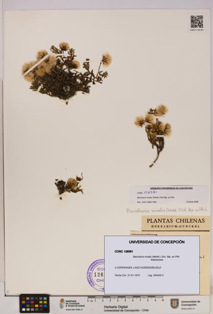 Baccharis nivalis [Espécimen: UDEC:CONC:0126581]