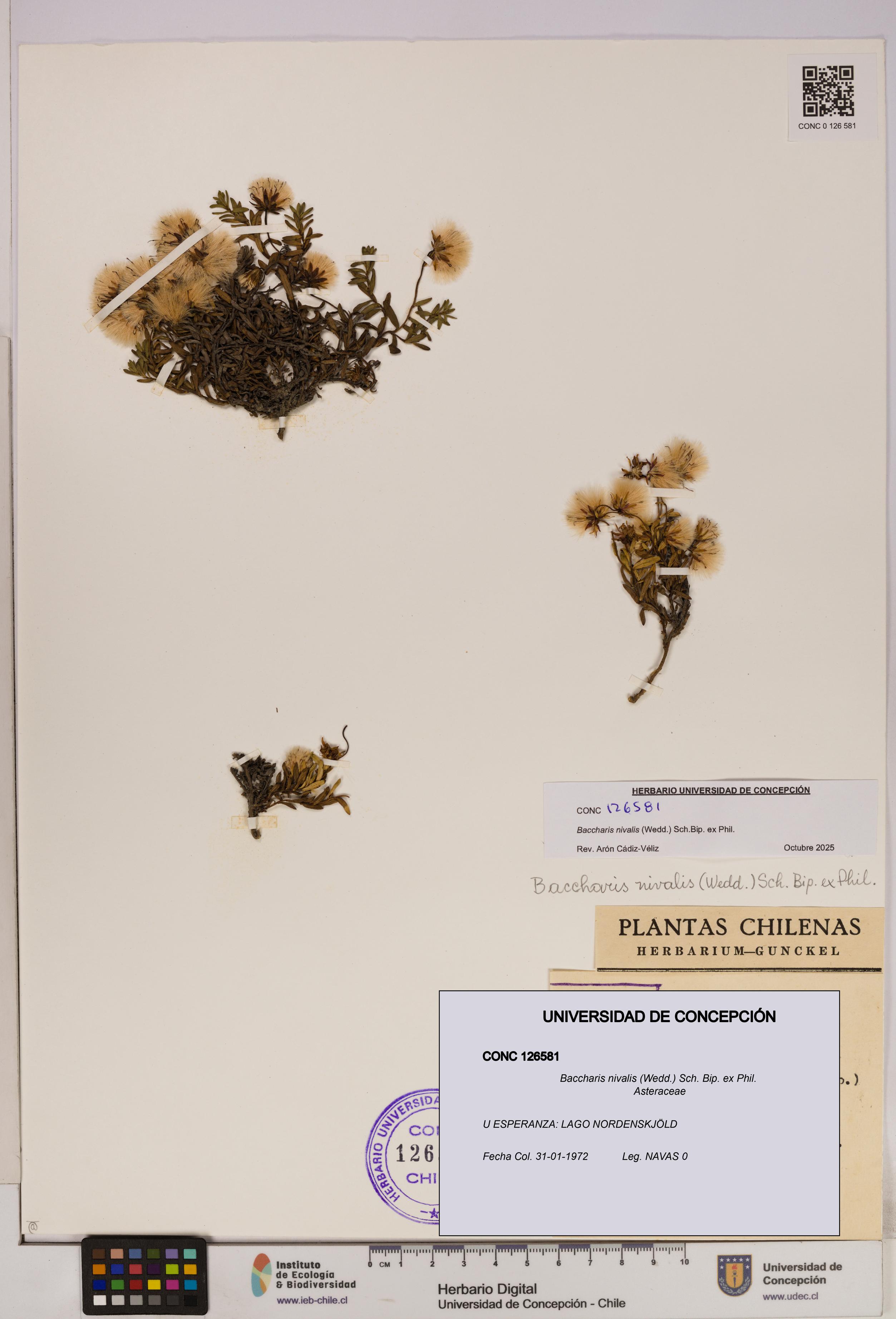 Baccharis nivalis [Espécimen: UDEC:CONC:0126581]