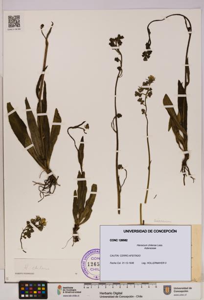 Hieracium chilense [Espécimen: UDEC:CONC:0126582]