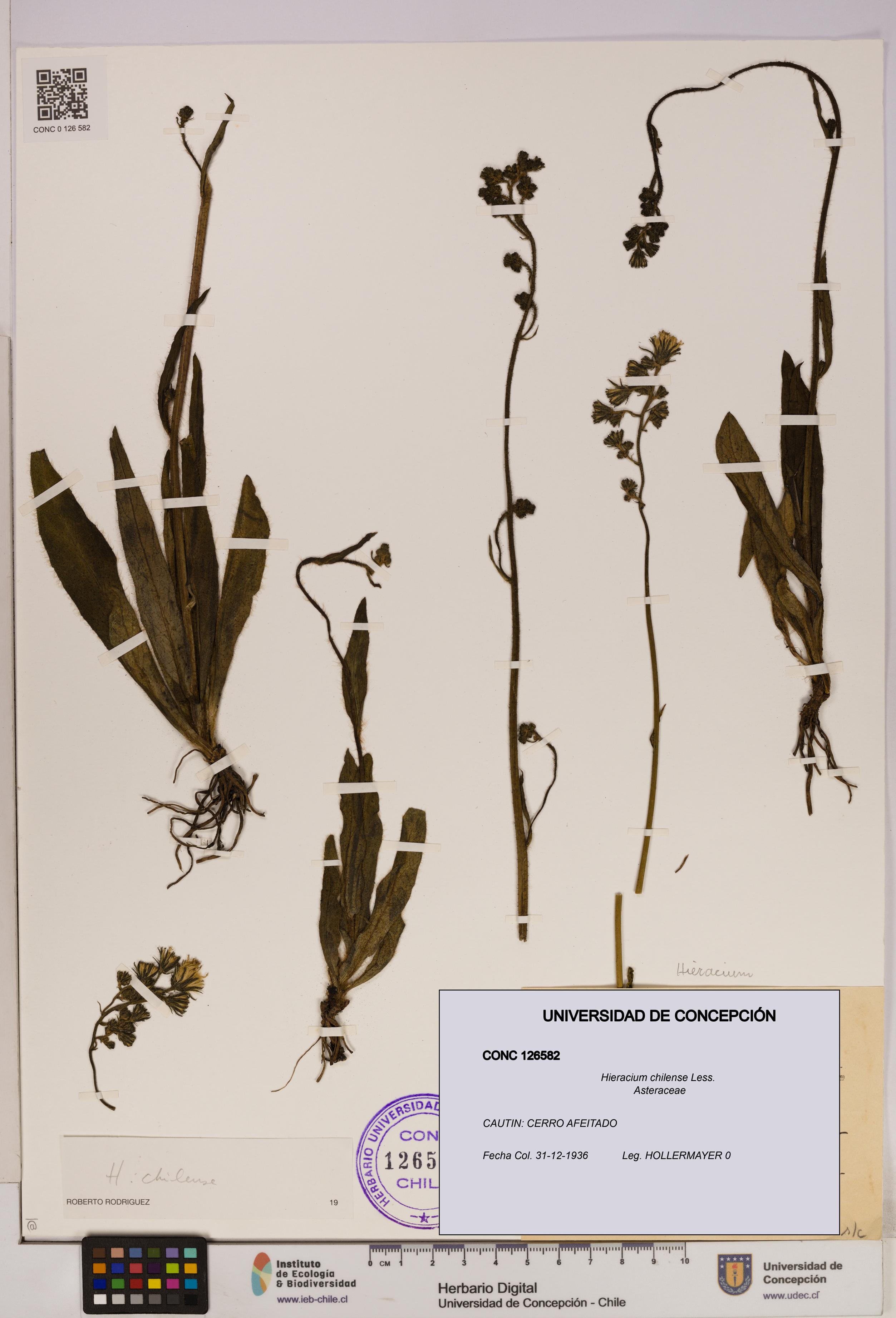 Hieracium chilense [Espécimen: UDEC:CONC:0126582]