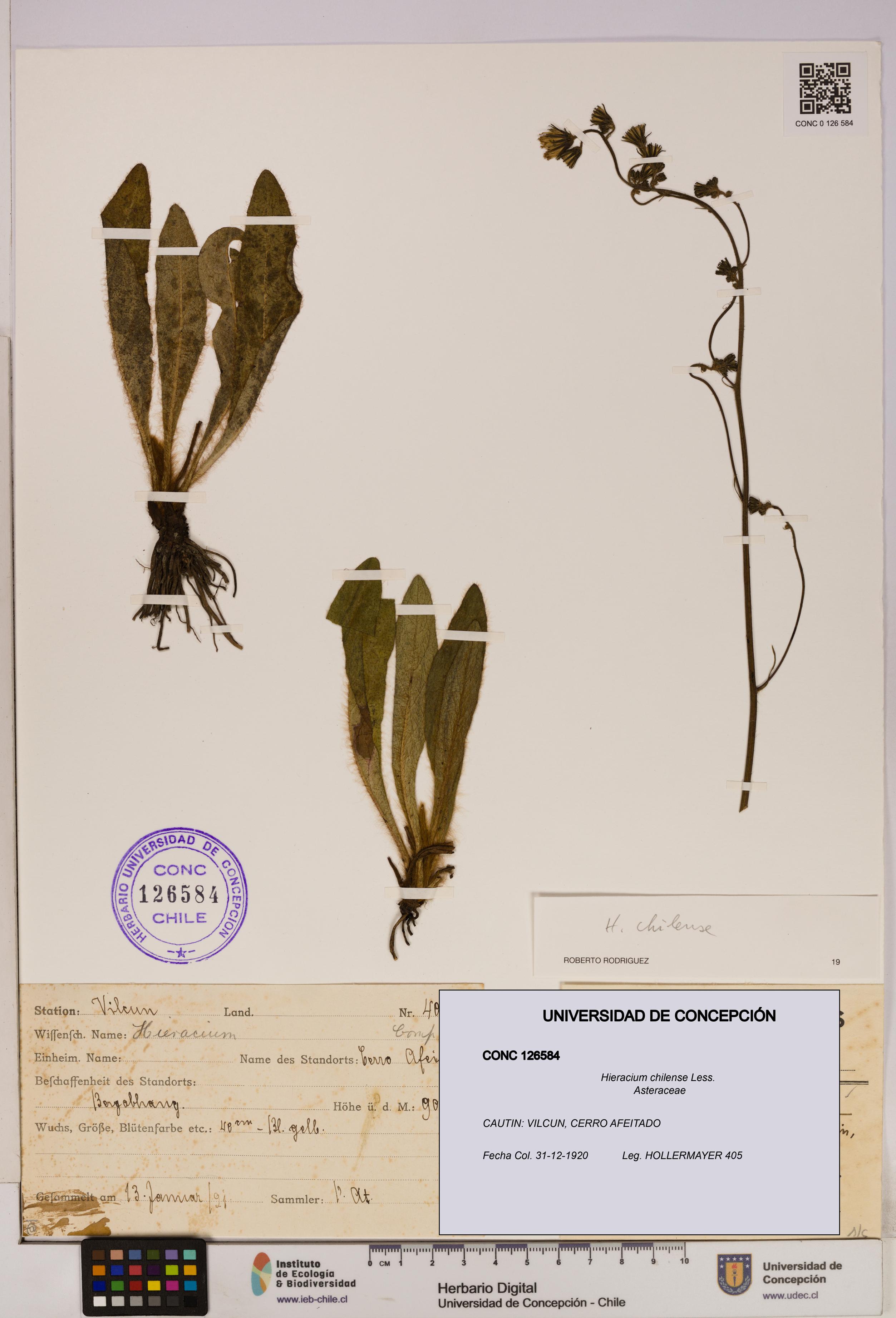 Hieracium chilense [Espécimen: UDEC:CONC:0126584]