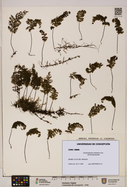 Hymenophyllum dentatum [Espécimen: UDEC:CONC:0126696]
