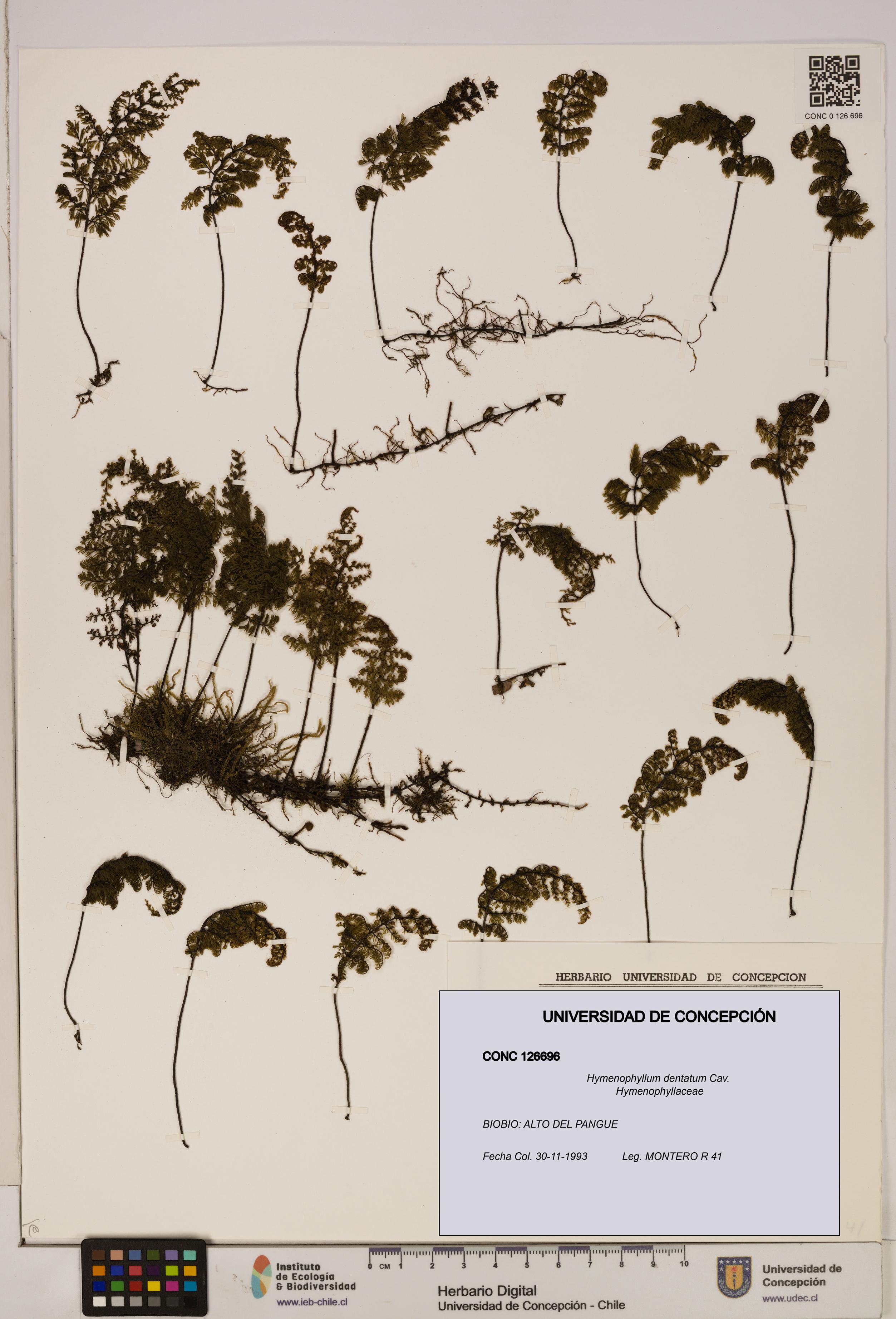 Hymenophyllum dentatum [Espécimen: UDEC:CONC:0126696]