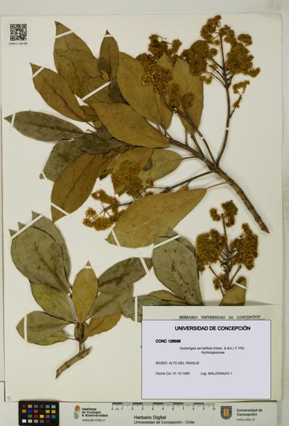 Hydrangea serratifolia [Espécimen: UDEC:CONC:0126699]