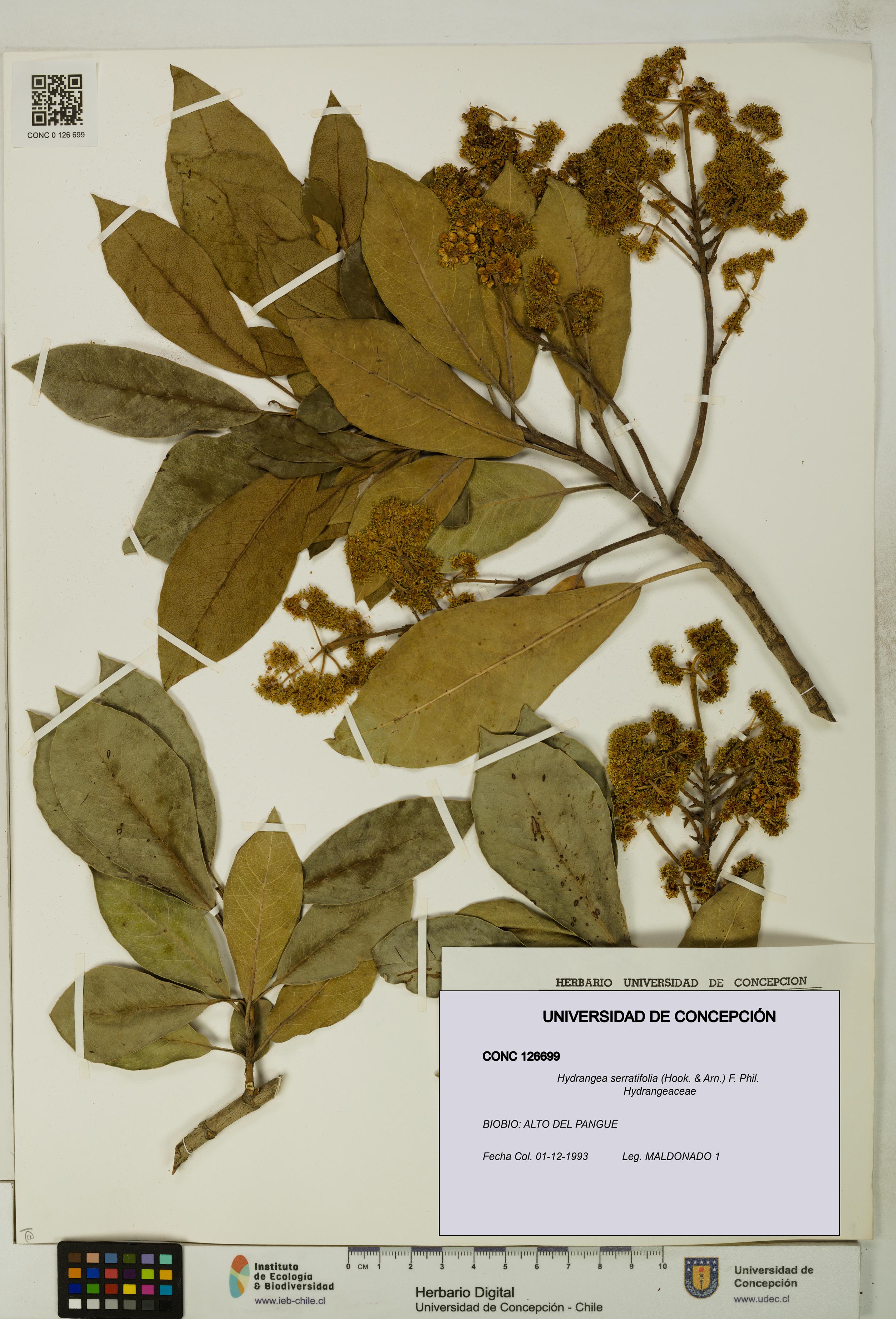 Hydrangea serratifolia [Espécimen: UDEC:CONC:0126699]