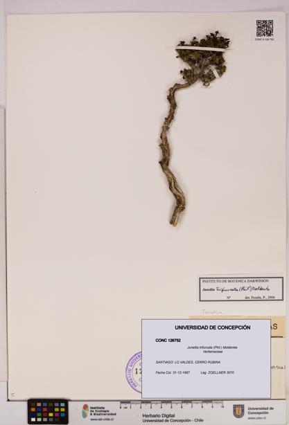 Junellia trifurcata [Espécimen: UDEC:CONC:0126752]