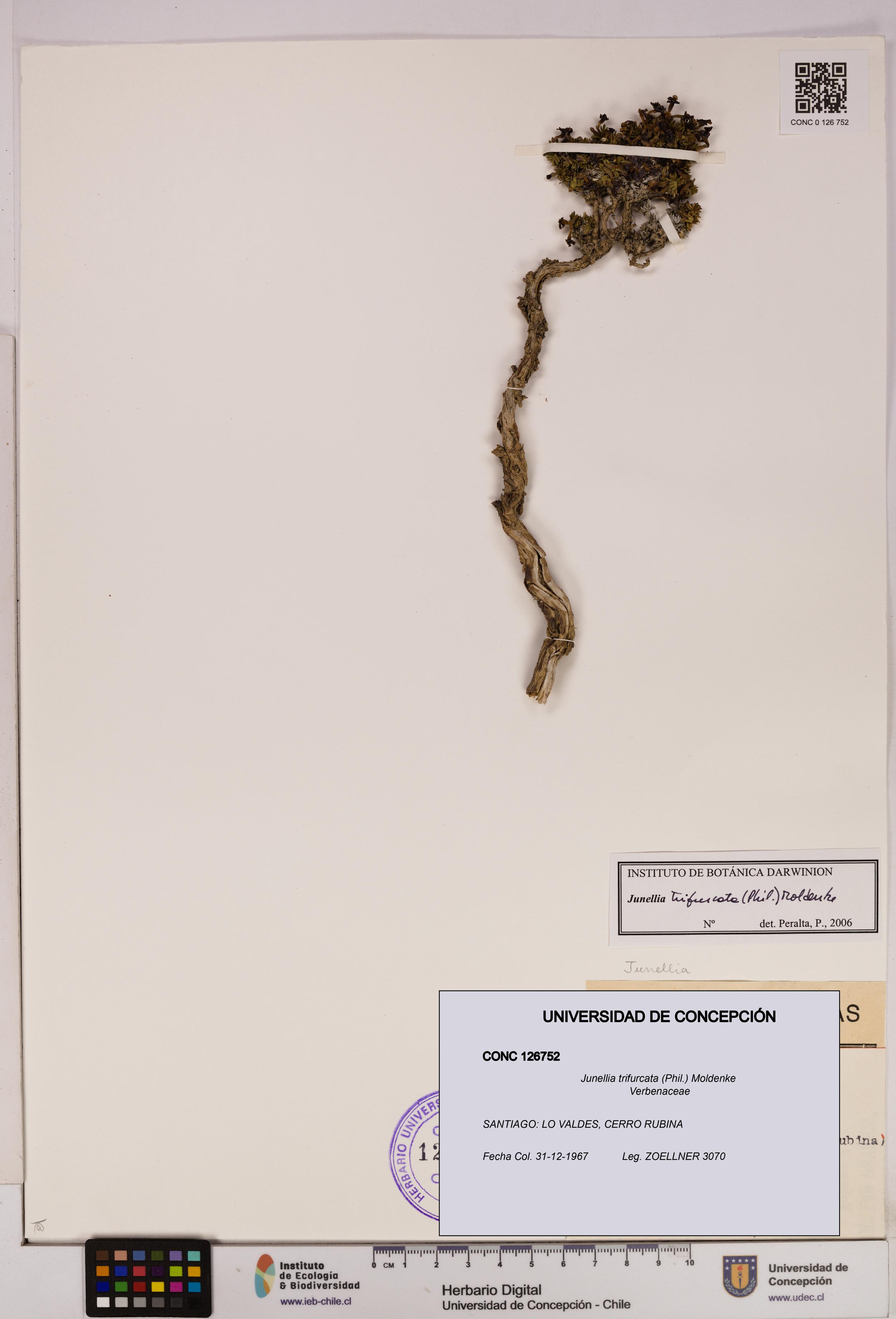 Junellia trifurcata [Espécimen: UDEC:CONC:0126752]