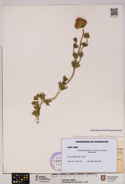 Junellia origenes [Espécimen: UDEC:CONC:0126827]