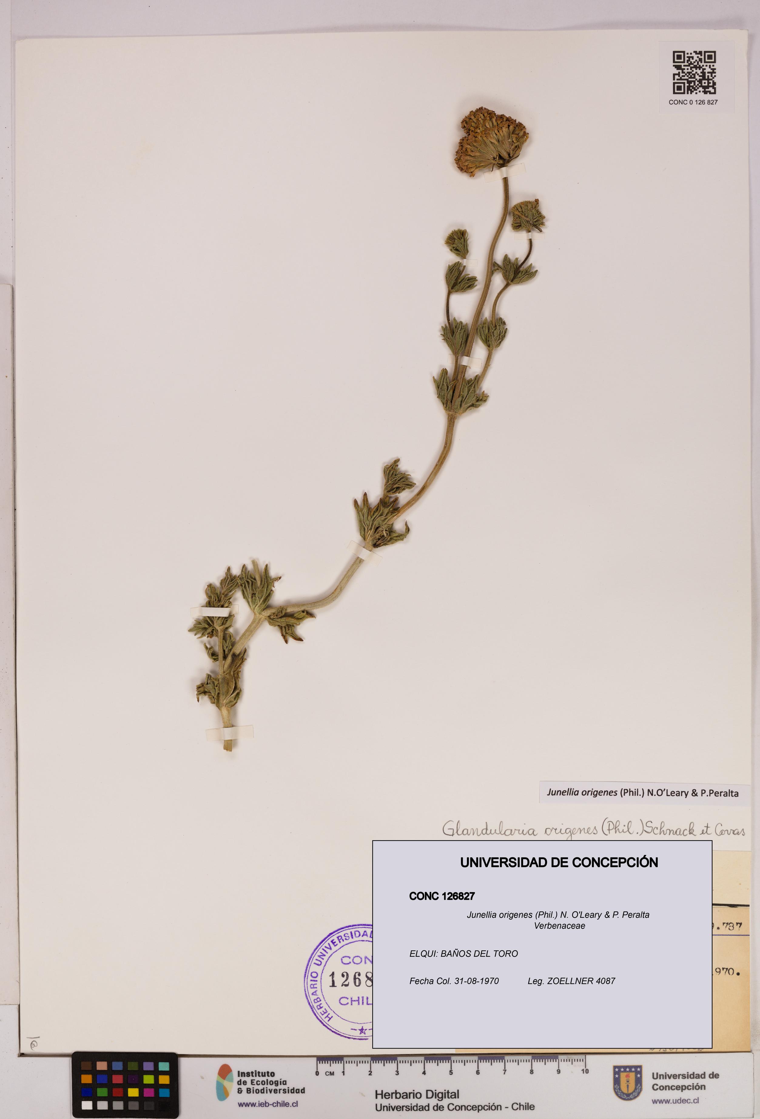 Junellia origenes [Espécimen: UDEC:CONC:0126827]