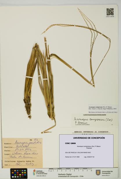 Axonopus compressus [Espécimen: UDEC:CONC:0126839]