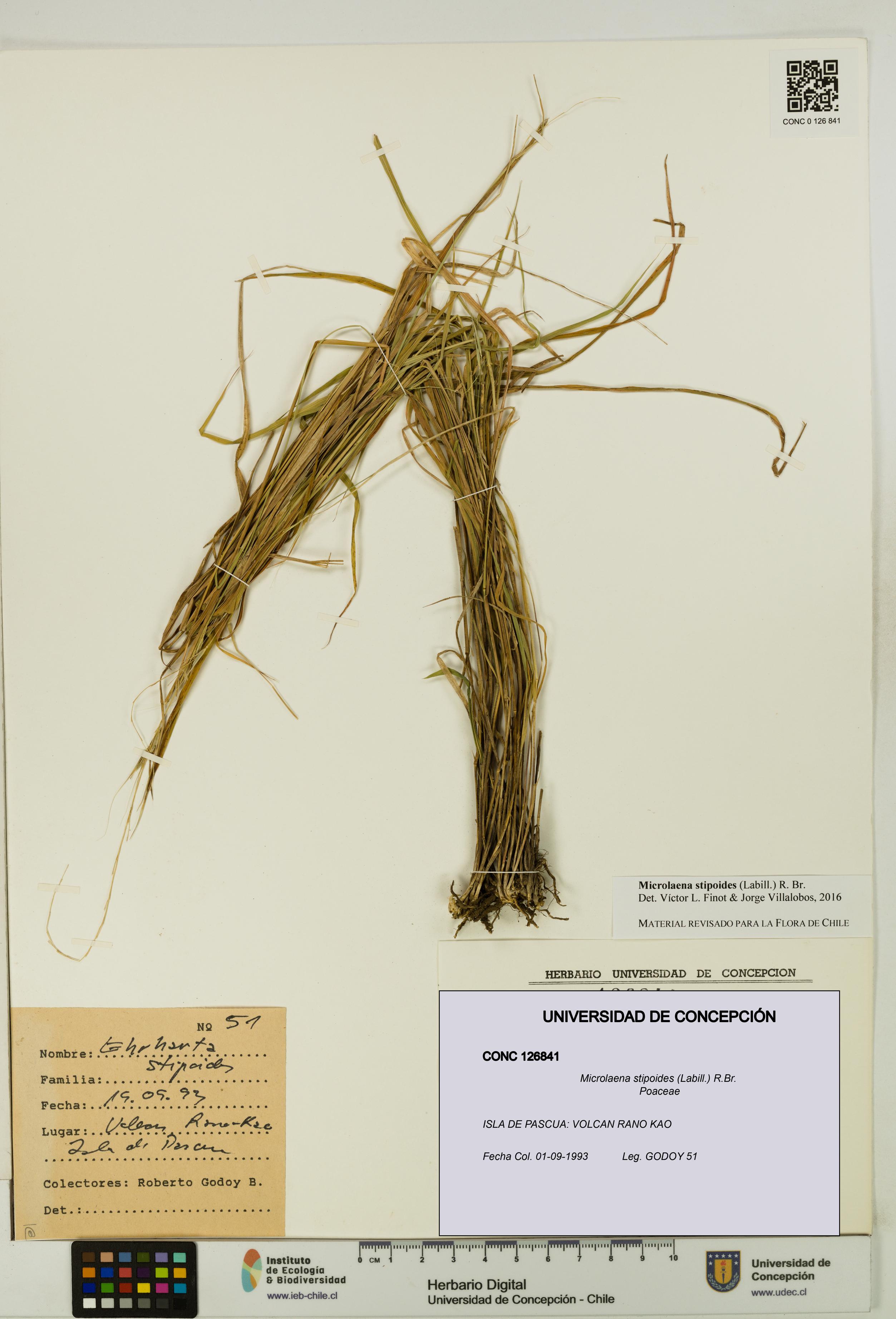 Microlaena stipoides [Espécimen: UDEC:CONC:0126841]