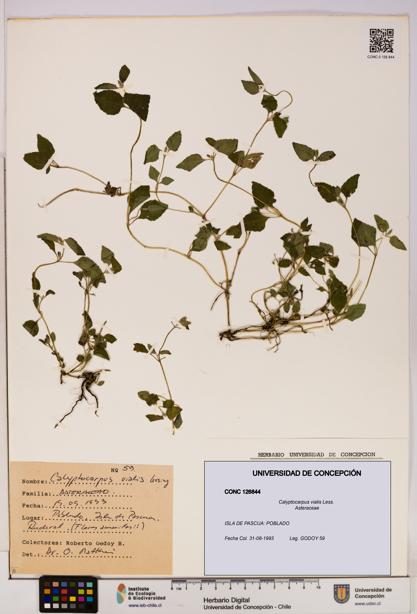Calyptocarpus vialis [Espécimen: UDEC:CONC:0126844]