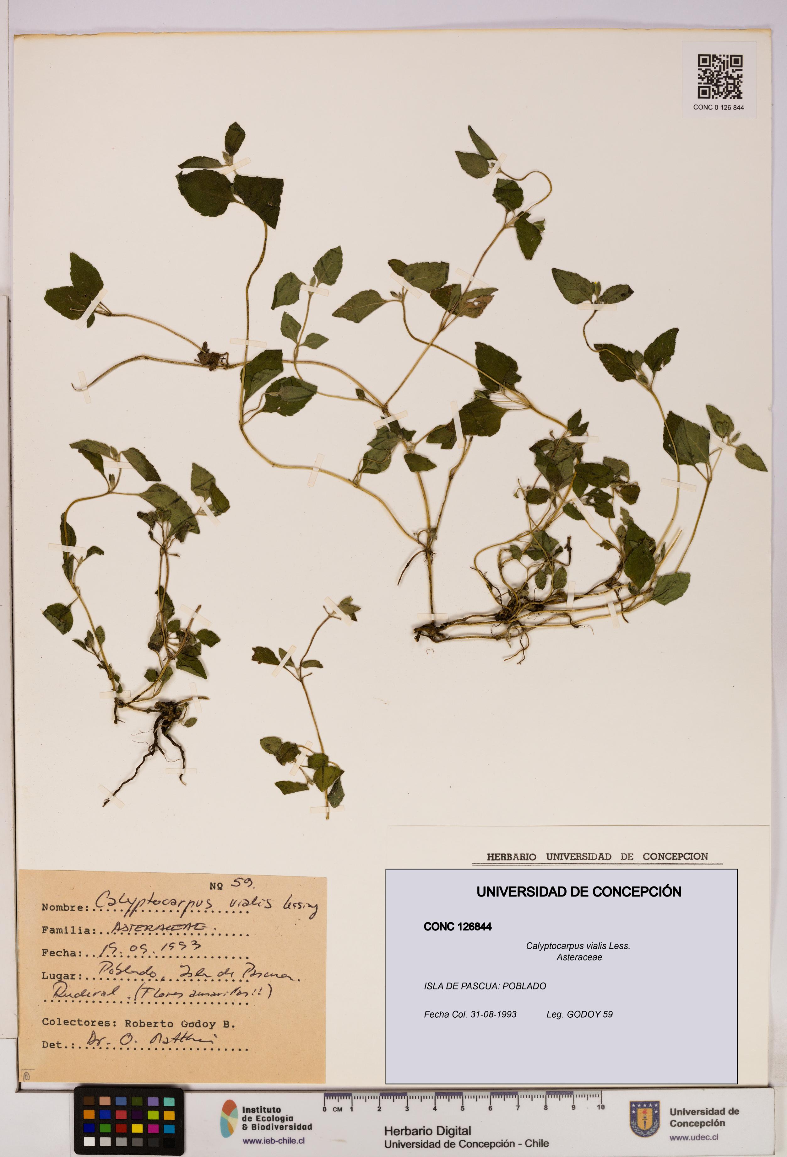 Calyptocarpus vialis [Espécimen: UDEC:CONC:0126844]