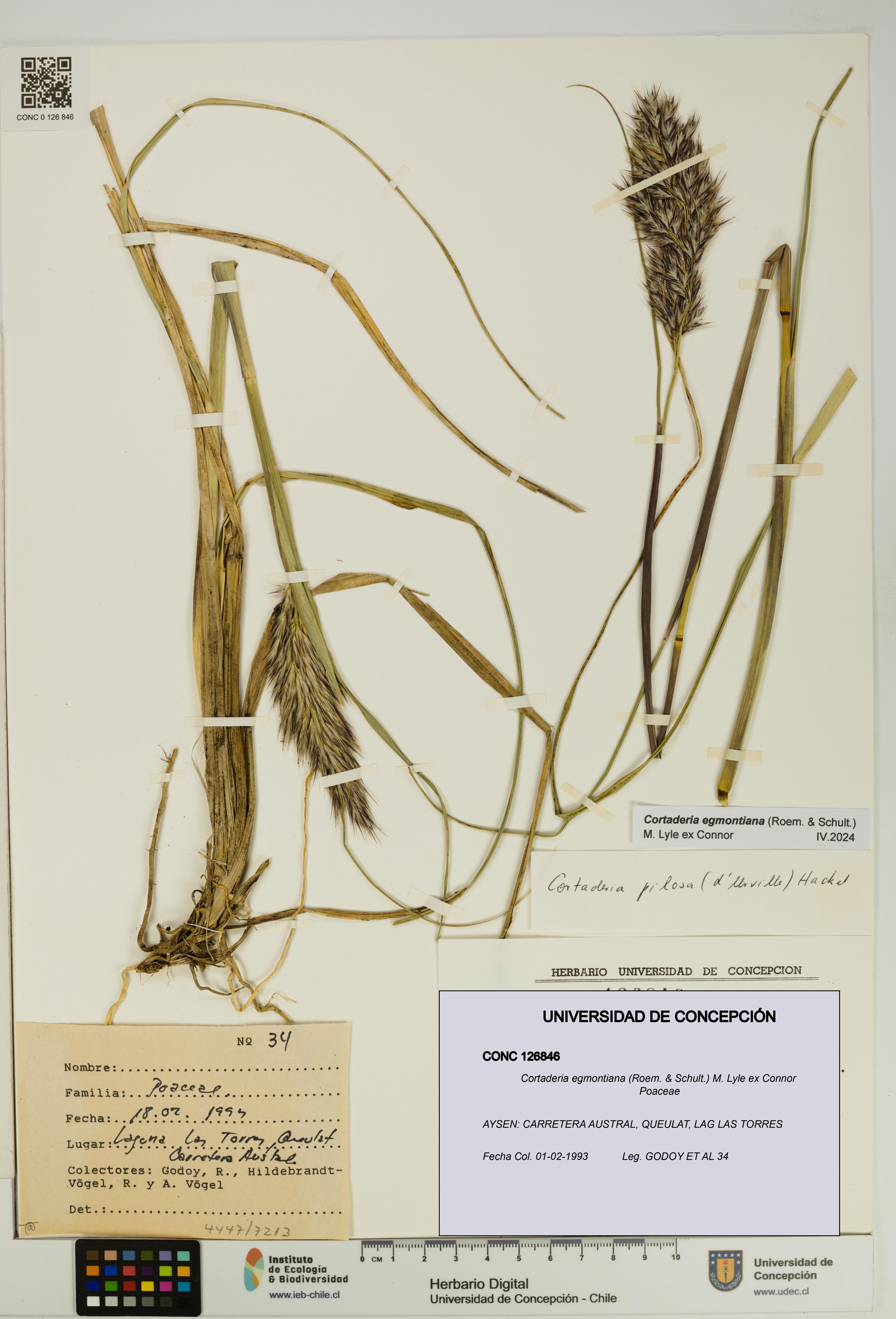Cortaderia egmontiana [Espécimen: UDEC:CONC:0126846]