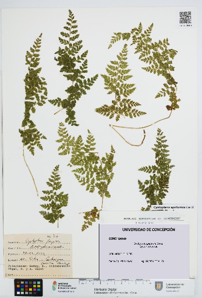 Cystopteris apiiformis [Espécimen: UDEC:CONC:0126849]