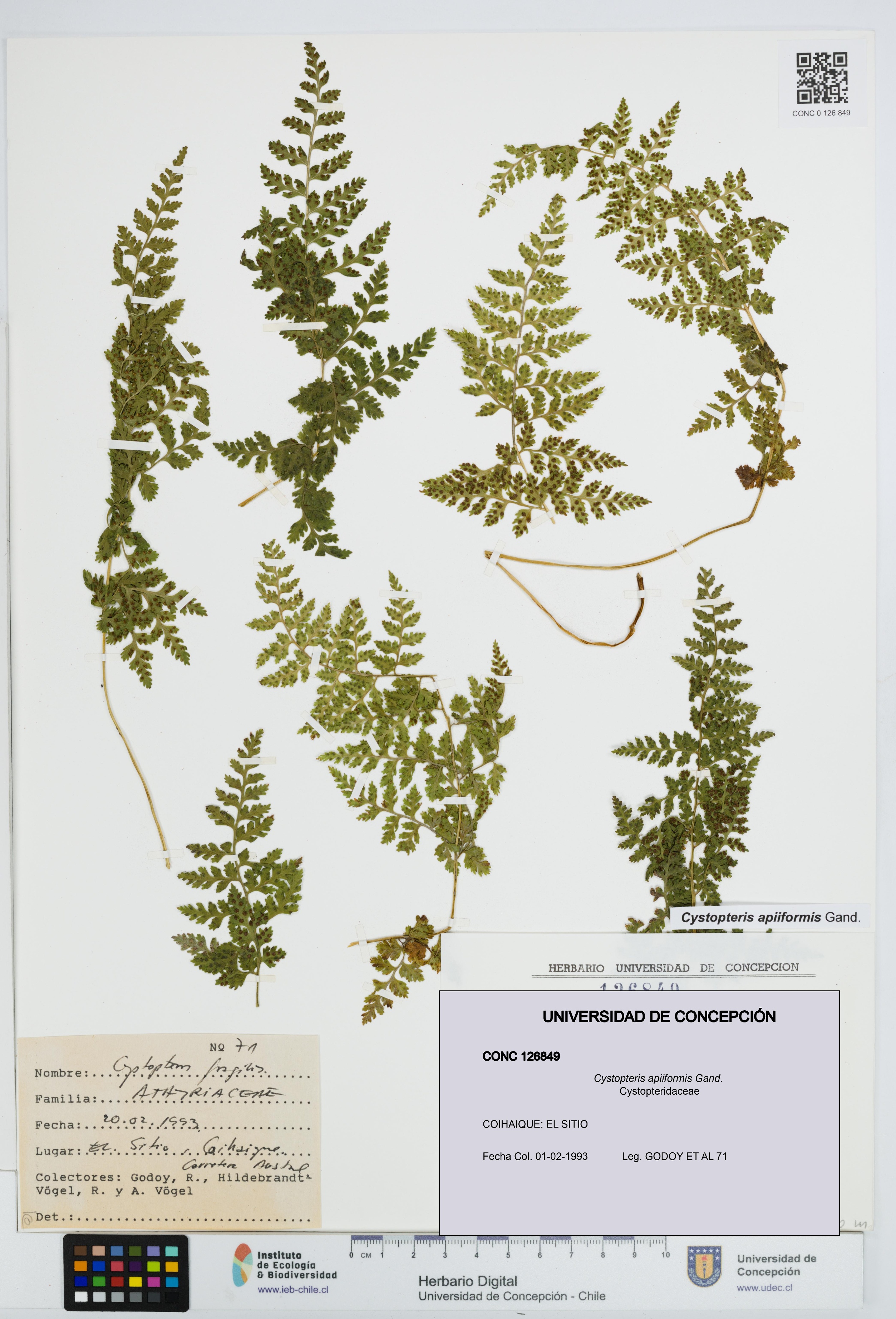 Cystopteris apiiformis [Espécimen: UDEC:CONC:0126849]