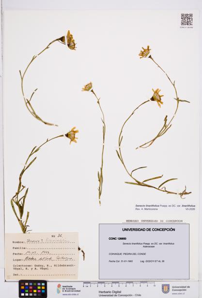 Senecio linariifolius var. linariifolius [Espécimen: ]
