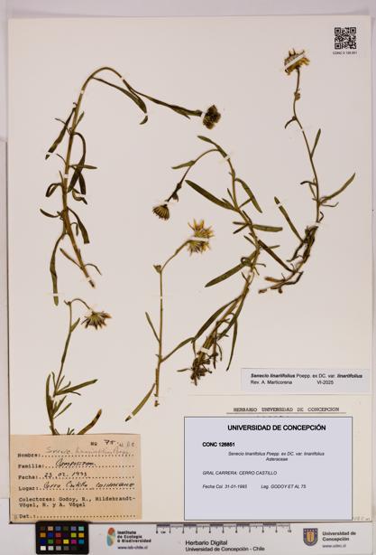 Senecio linariifolius var. linariifolius [Espécimen: UDEC:CONC:0126851]