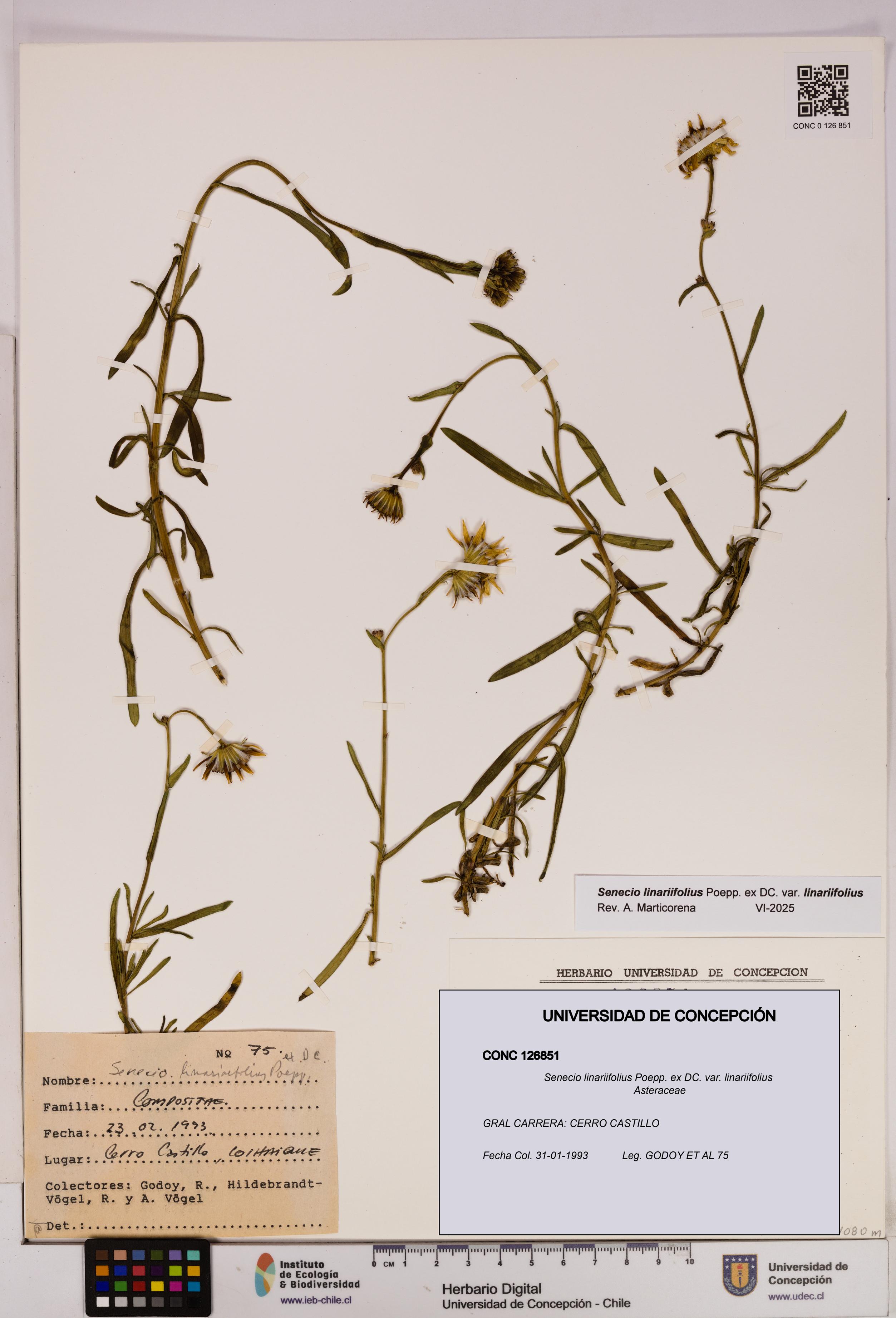 Senecio linariifolius var. linariifolius [Espécimen: UDEC:CONC:0126851]
