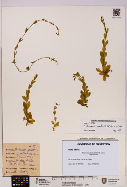 Schenkia australis [Espécimen: UDEC:CONC:0126853]