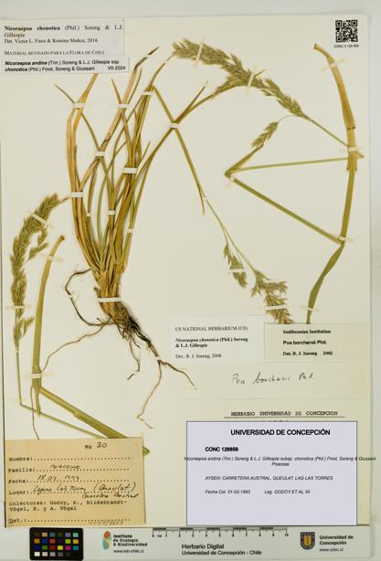 Nicoraepoa andina subsp. chonotica [Espécimen: UDEC:CONC:0126859]