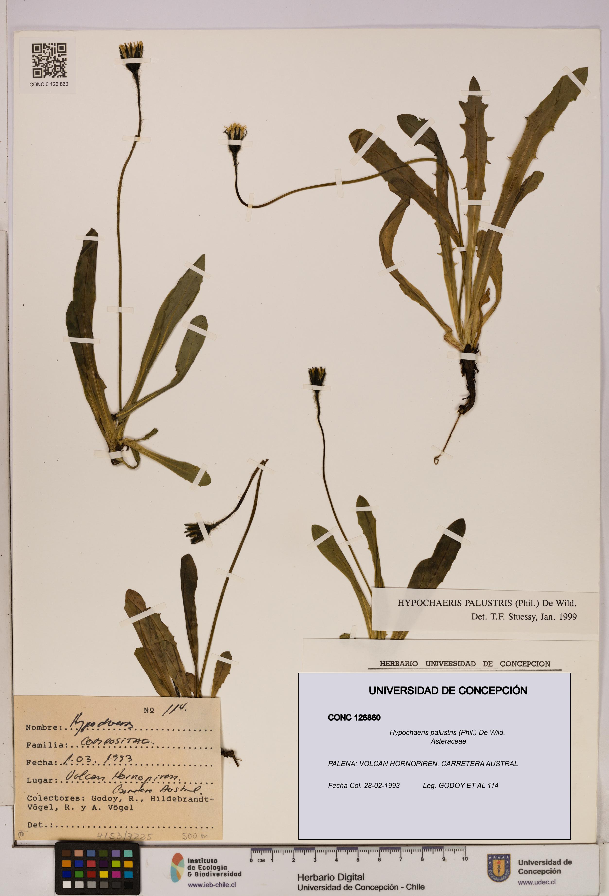 Hypochaeris palustris [Espécimen: UDEC:CONC:0126860]