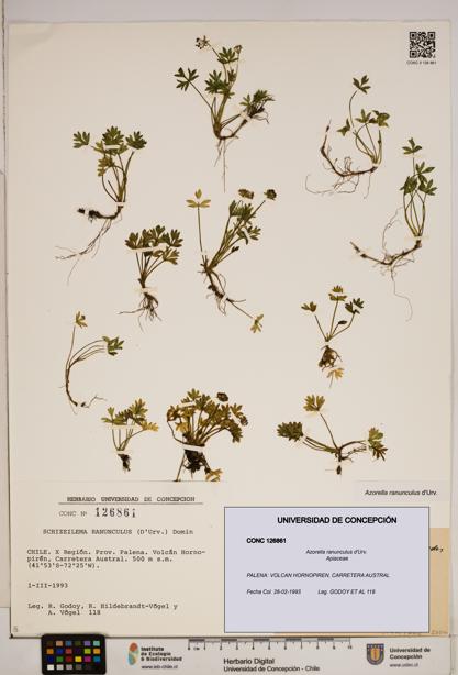 Azorella ranunculus [Espécimen: ]