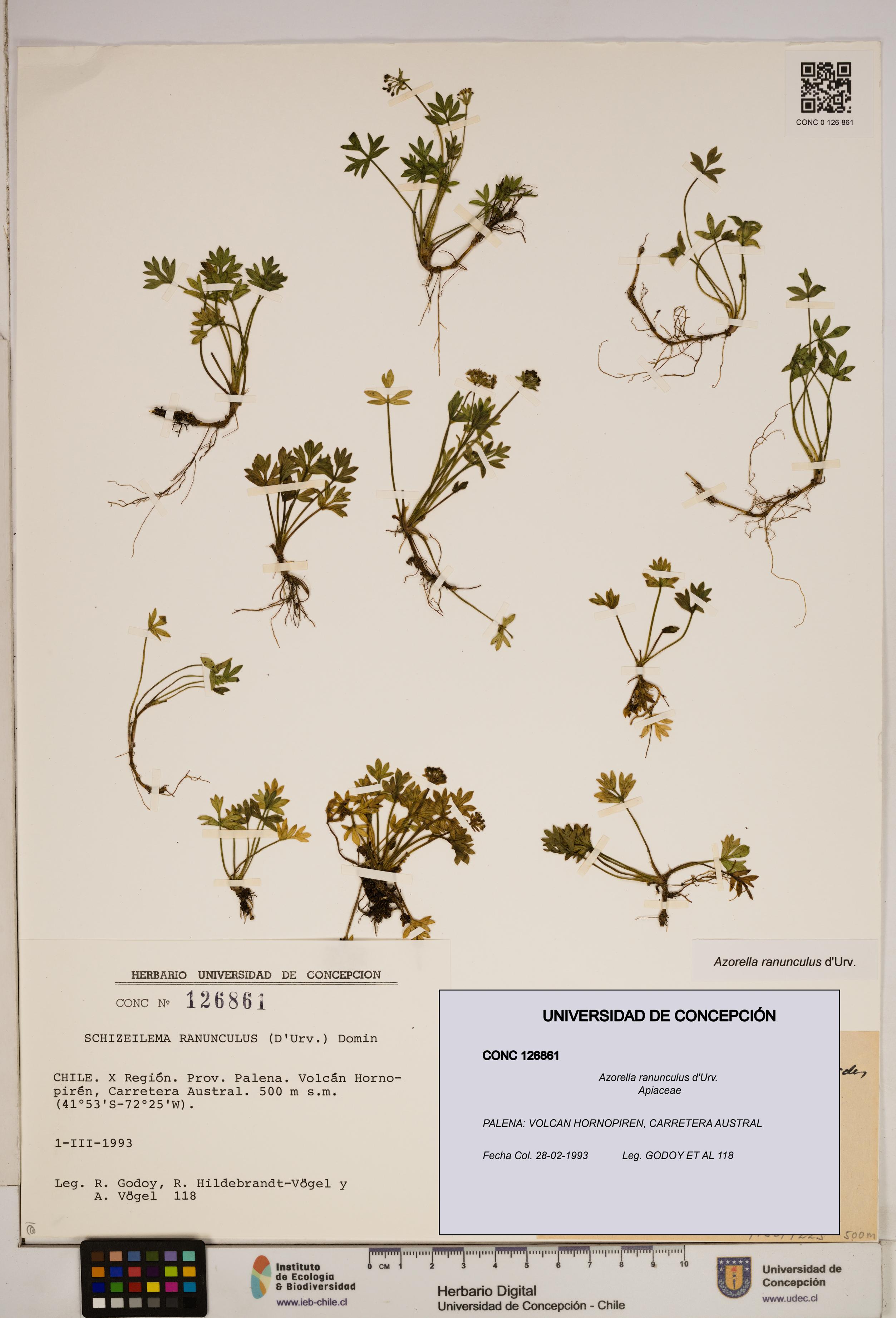 Azorella ranunculus [Espécimen: ]