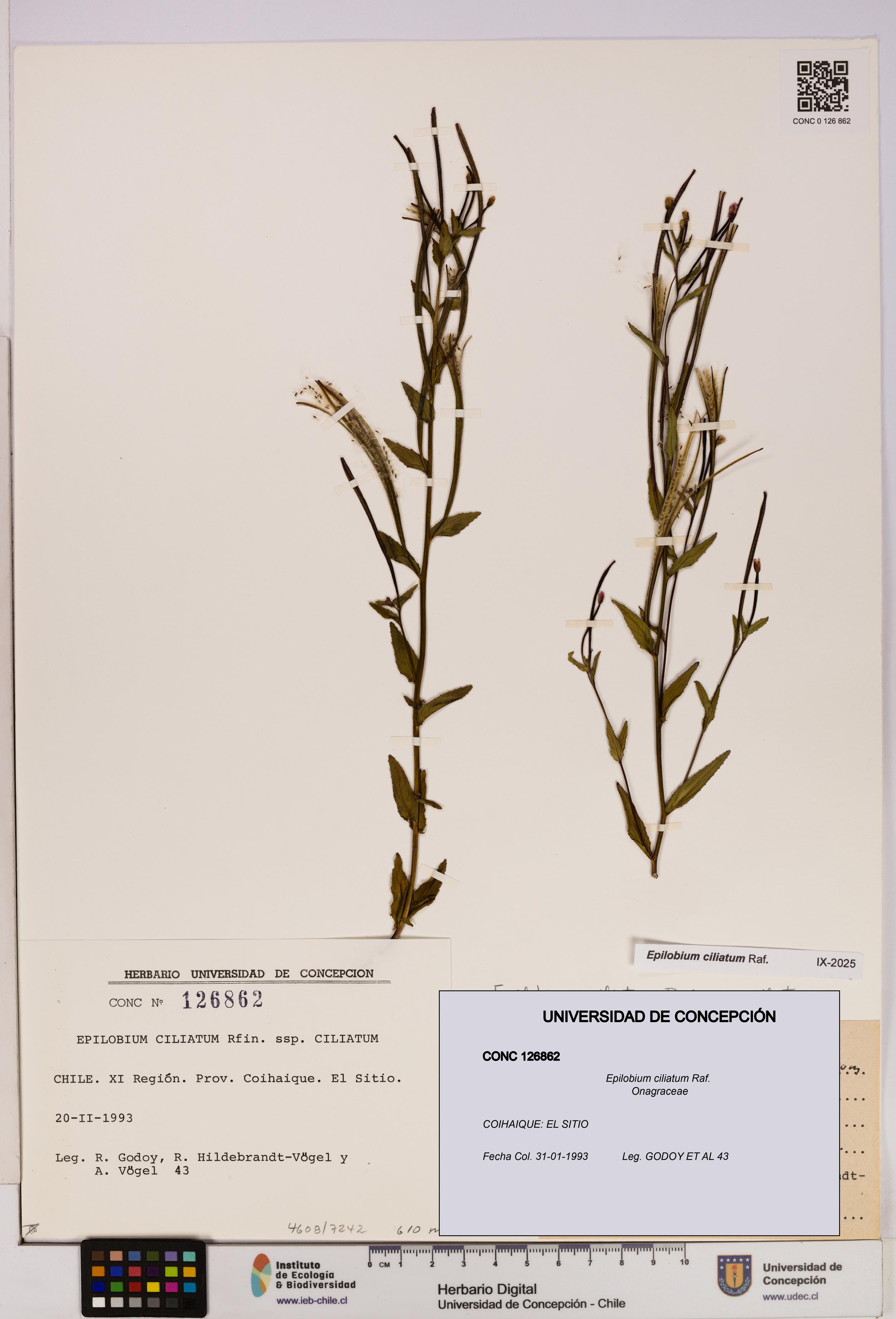 Epilobium ciliatum [Espécimen: UDEC:CONC:0126862]