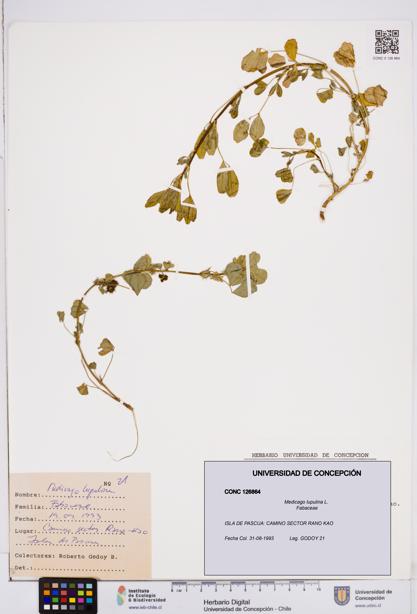 Medicago lupulina [Espécimen: ]
