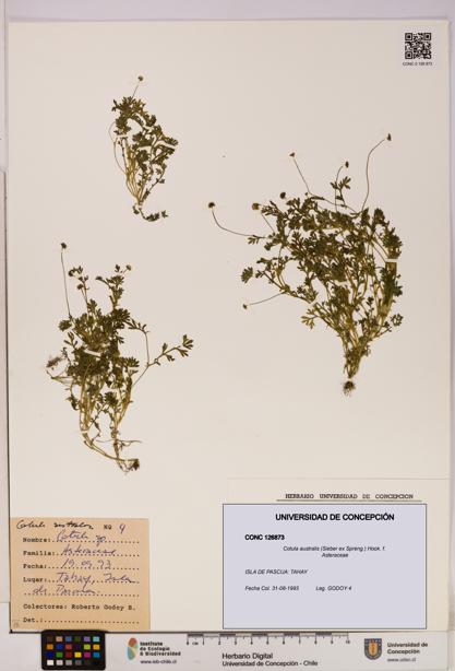 Cotula australis [Espécimen: UDEC:CONC:0126873]