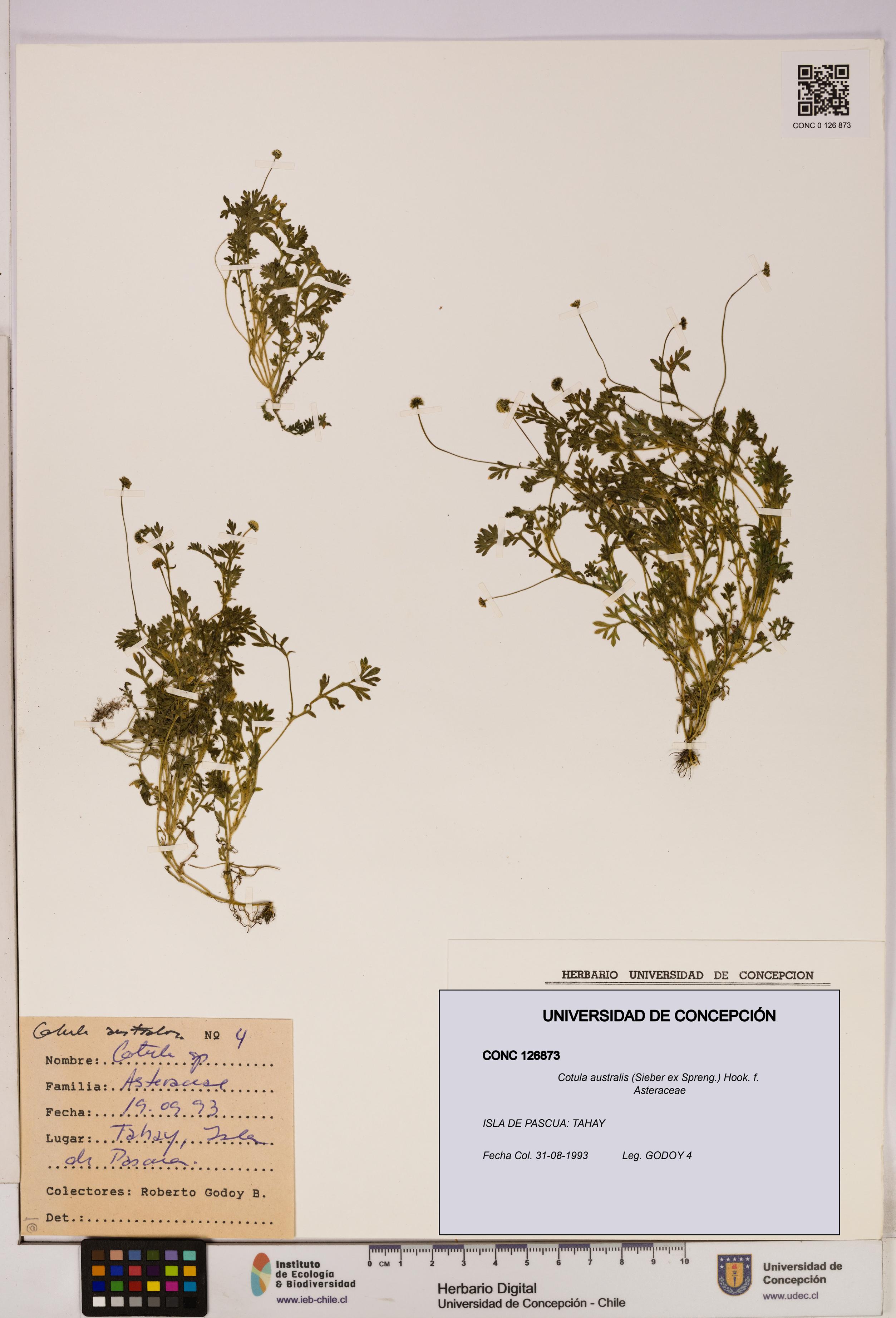 Cotula australis [Espécimen: UDEC:CONC:0126873]