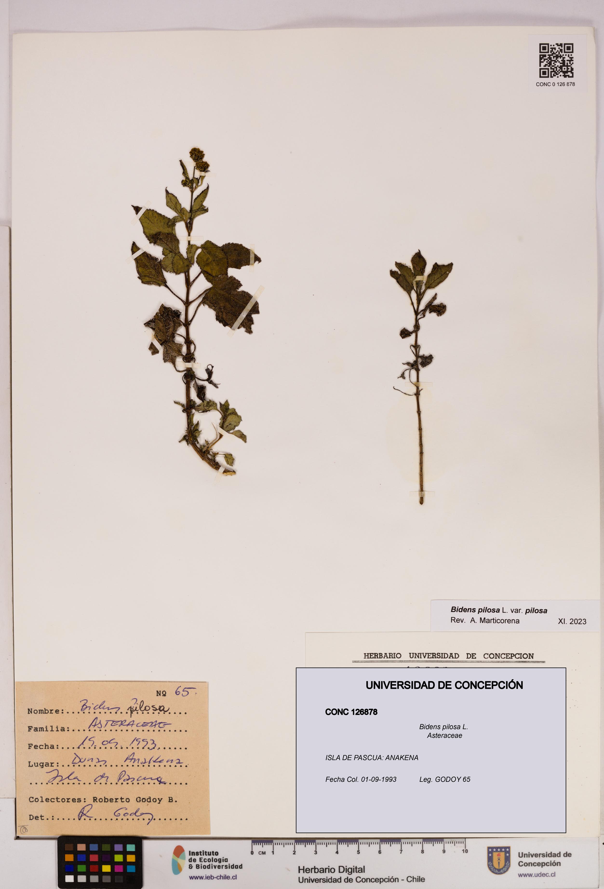 Bidens pilosa [Espécimen: UDEC:CONC:0126878]