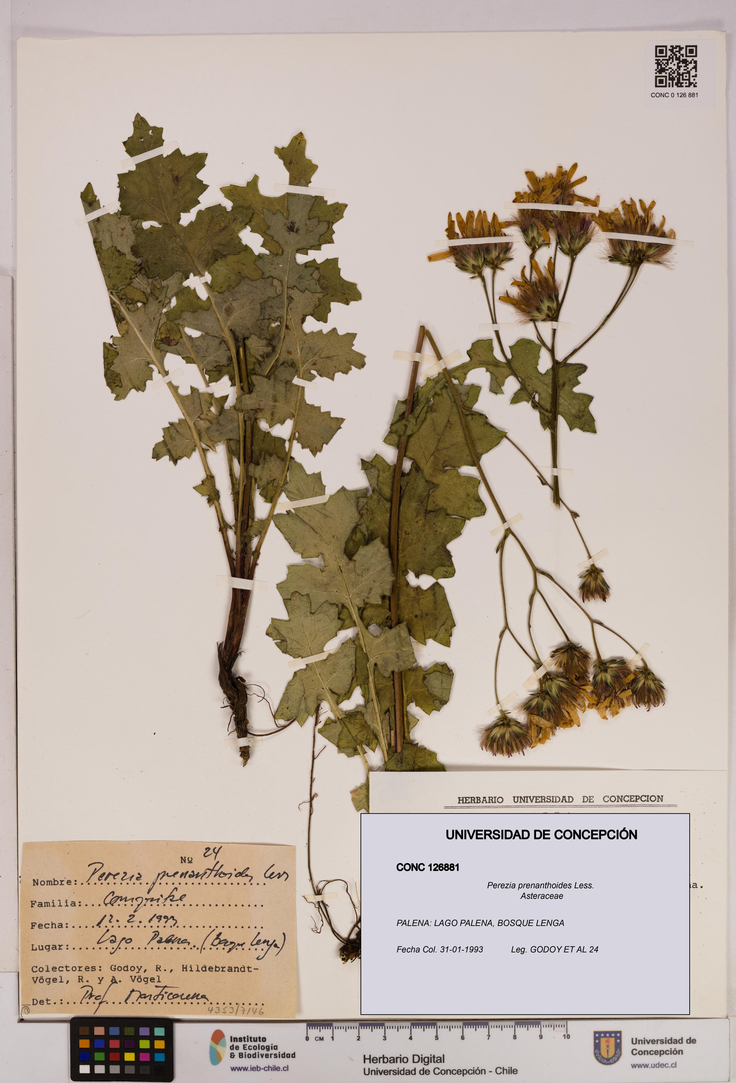 Perezia prenanthoides [Espécimen: UDEC:CONC:0126881]