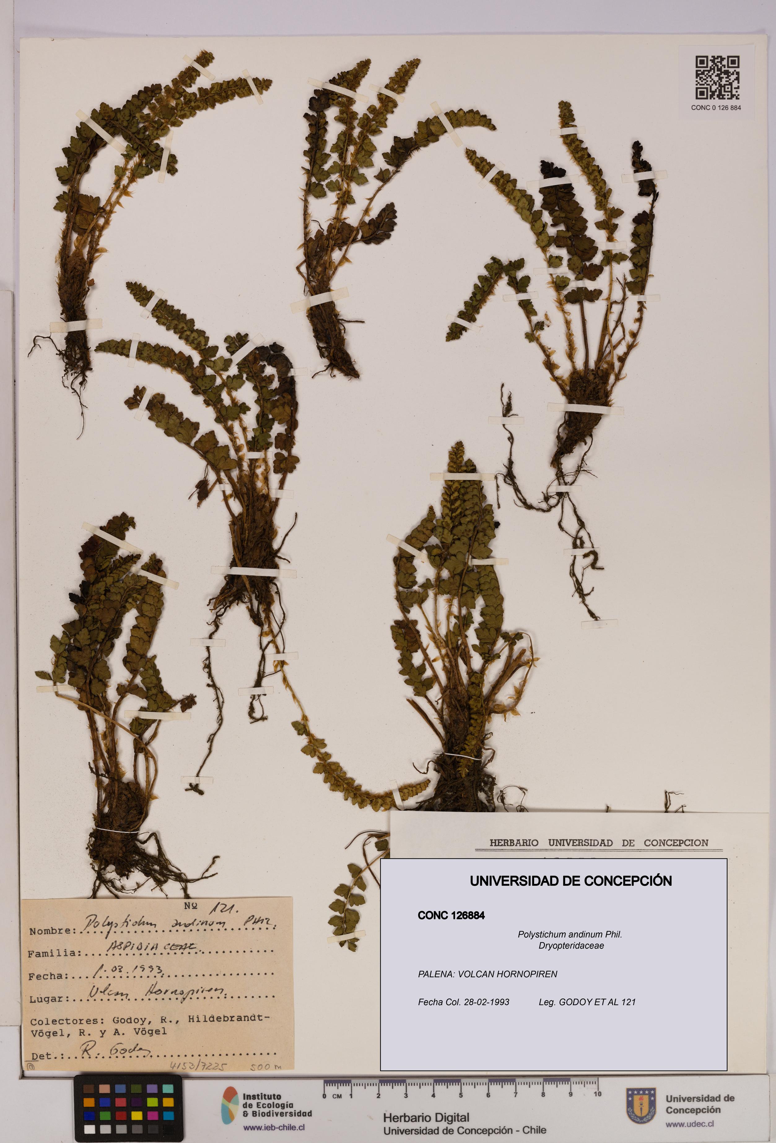 Polystichum andinum [Espécimen: UDEC:CONC:0126884]
