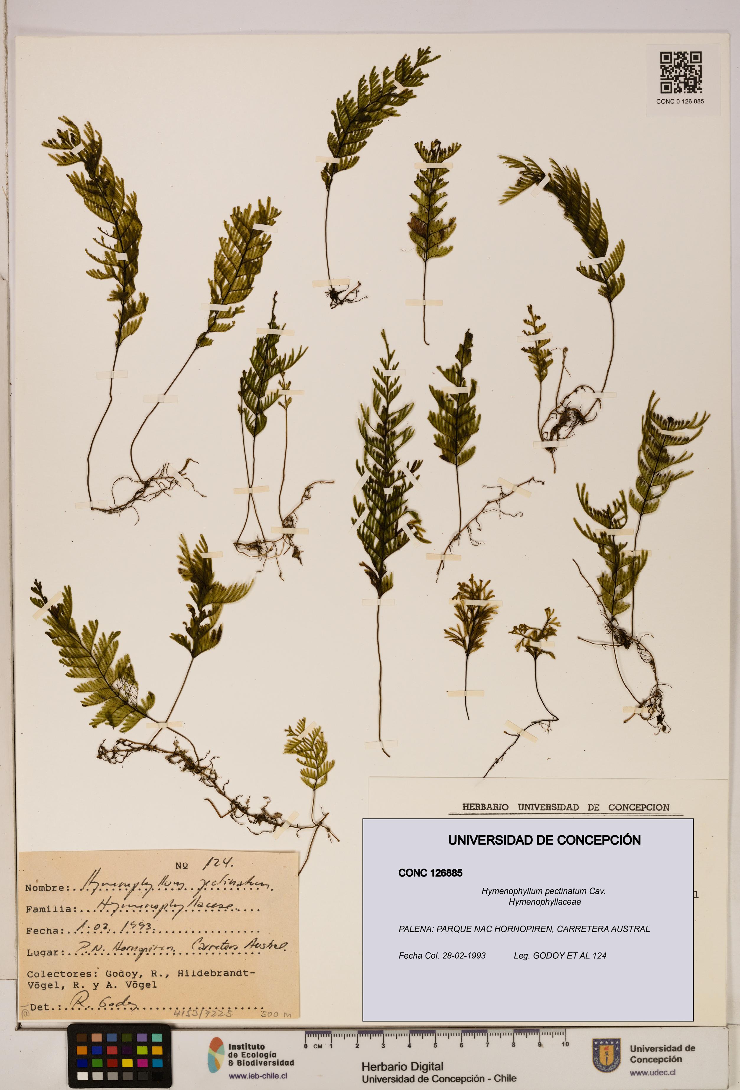 Hymenophyllum pectinatum [Espécimen: ]