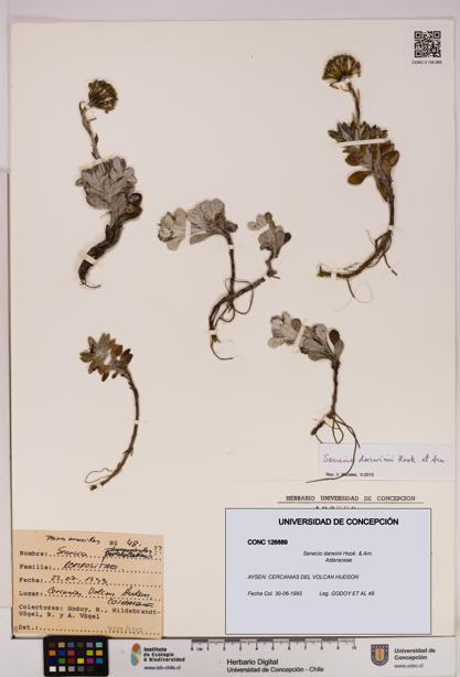 Senecio darwinii [Espécimen: UDEC:CONC:0126889]
