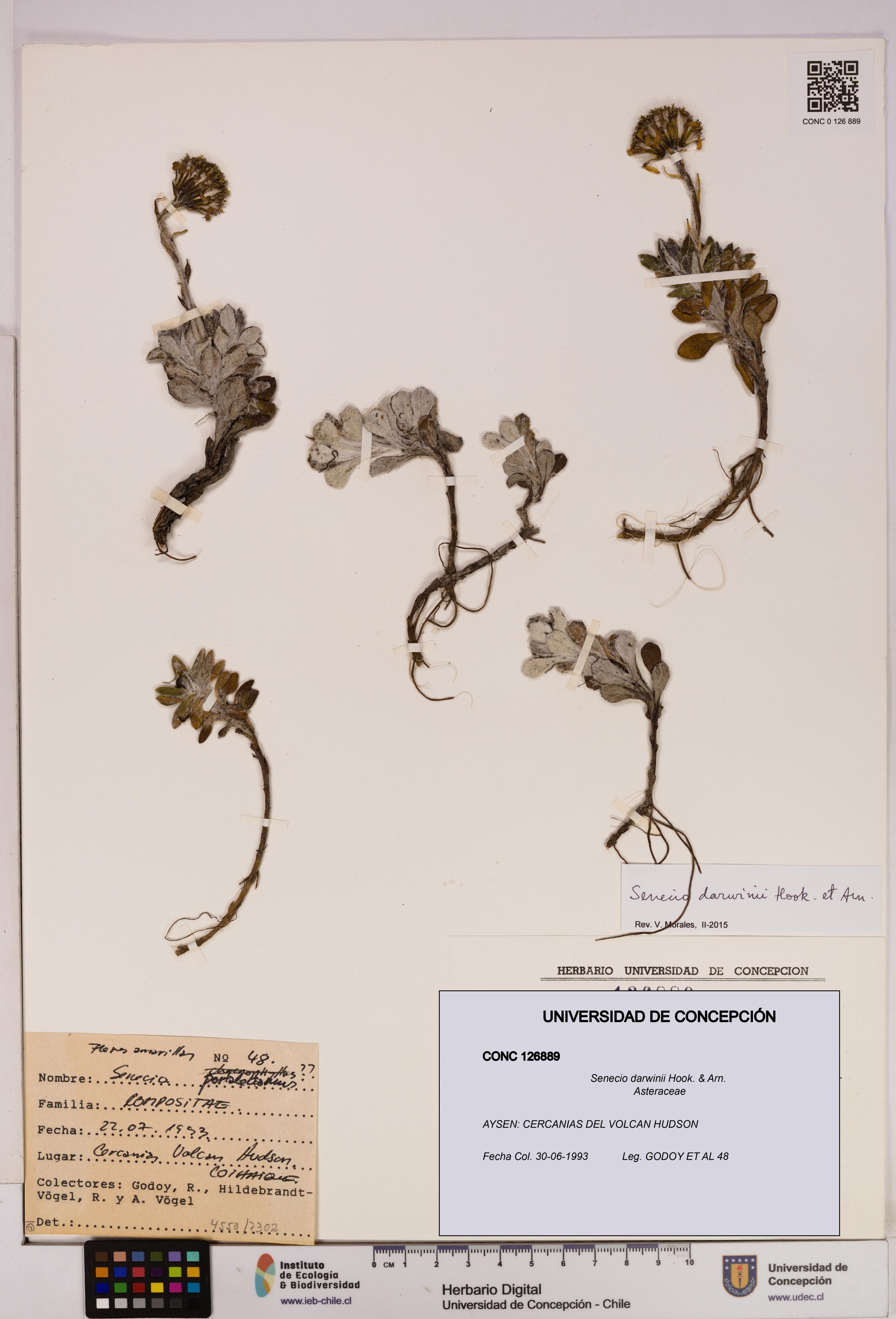 Senecio darwinii [Espécimen: UDEC:CONC:0126889]