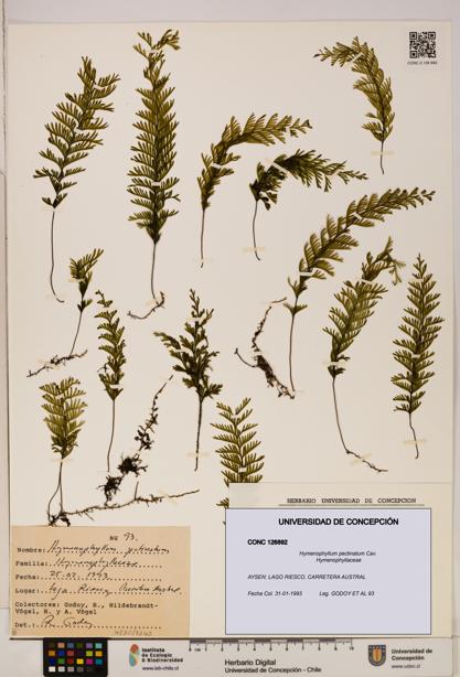 Hymenophyllum pectinatum [Espécimen: ]