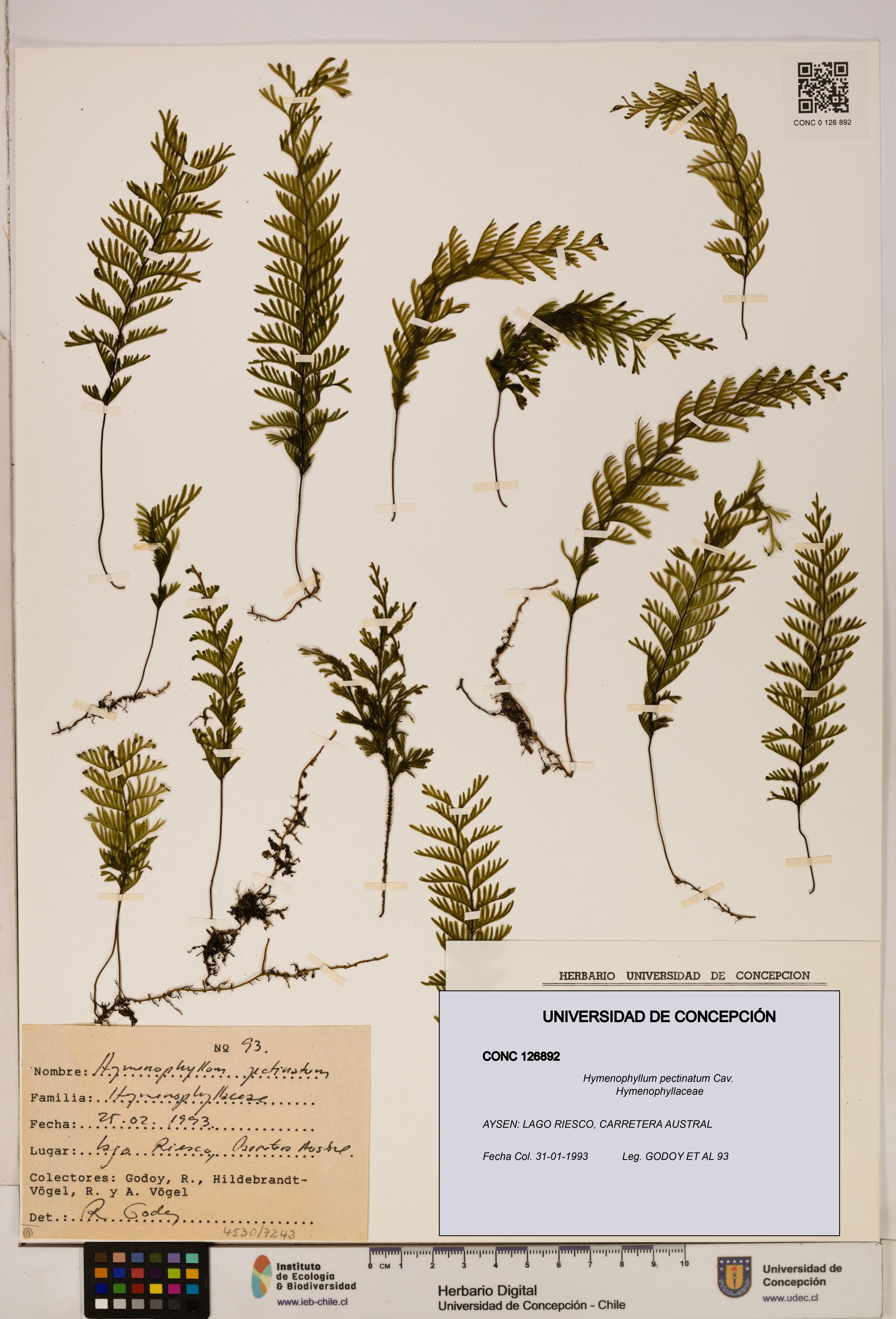 Hymenophyllum pectinatum [Espécimen: ]
