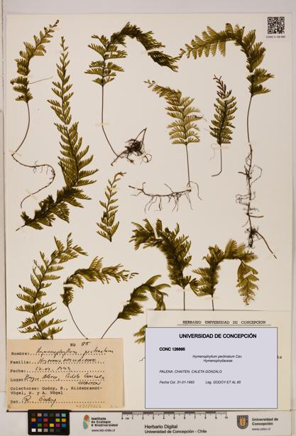 Hymenophyllum pectinatum [Espécimen: ]