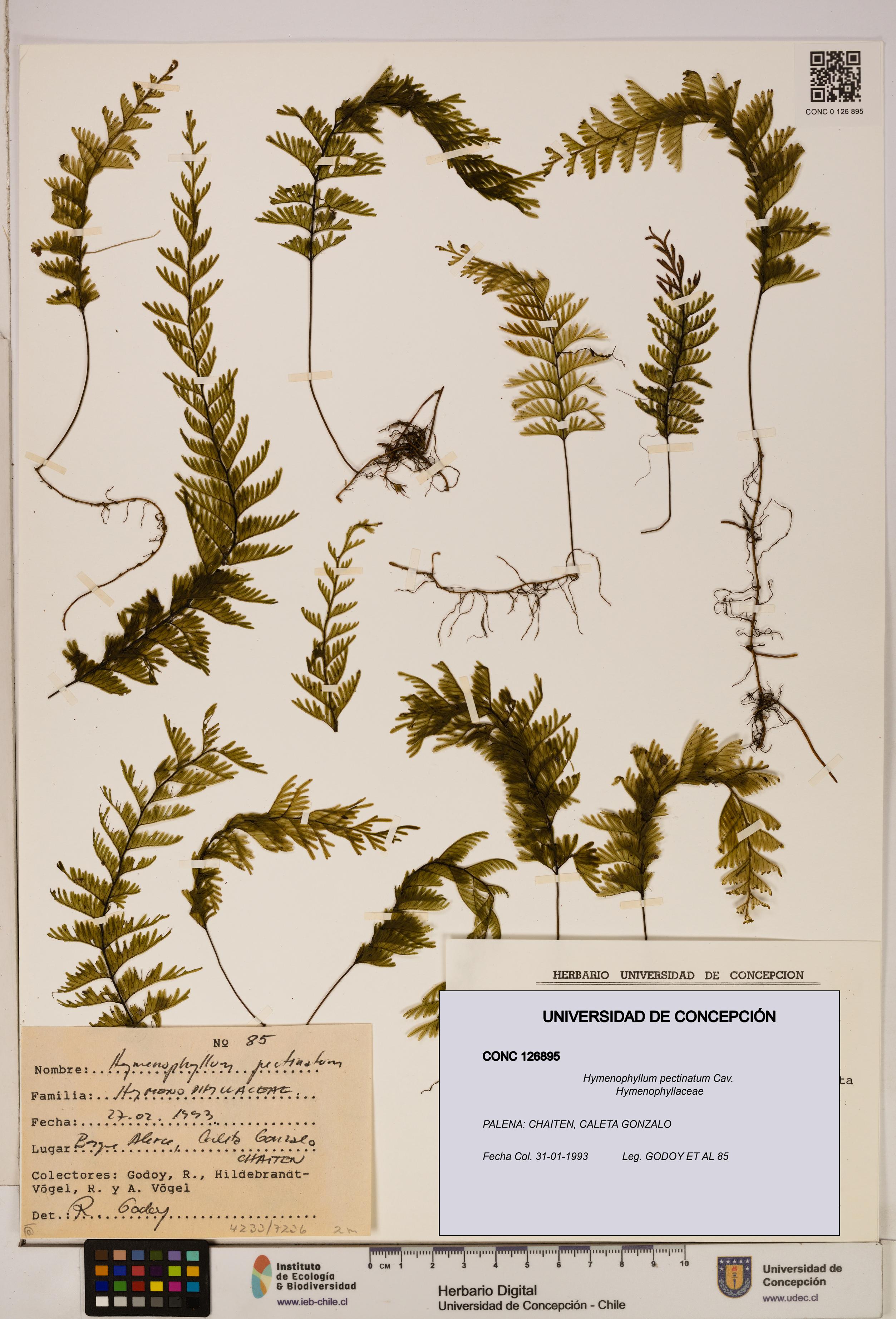 Hymenophyllum pectinatum [Espécimen: ]