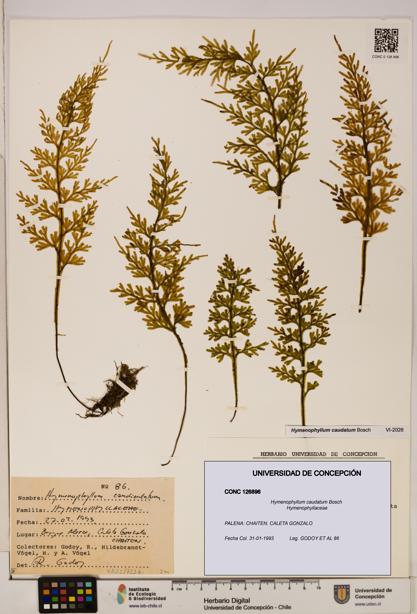 Hymenophyllum caudatum [Espécimen: UDEC:CONC:0126896]