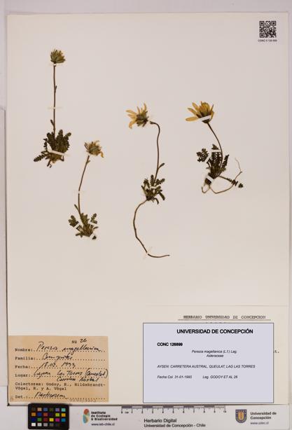 Perezia magellanica [Espécimen: UDEC:CONC:0126899]