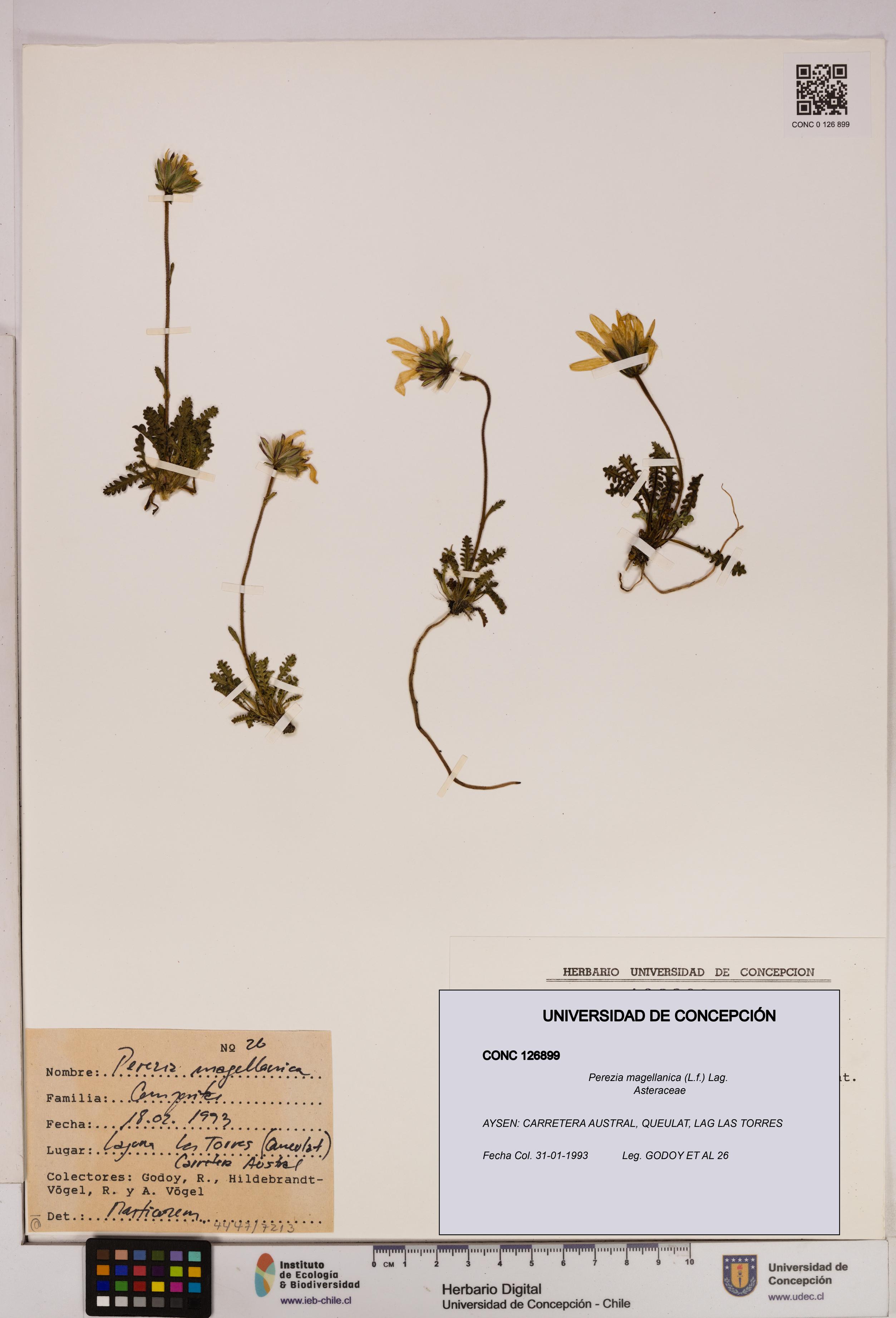 Perezia magellanica [Espécimen: UDEC:CONC:0126899]