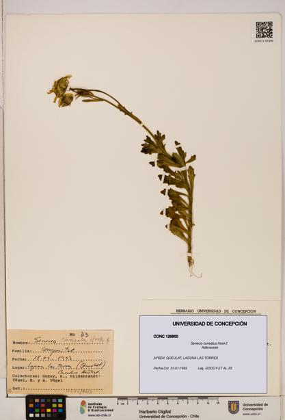 Senecio cuneatus [Espécimen: UDEC:CONC:0126900]