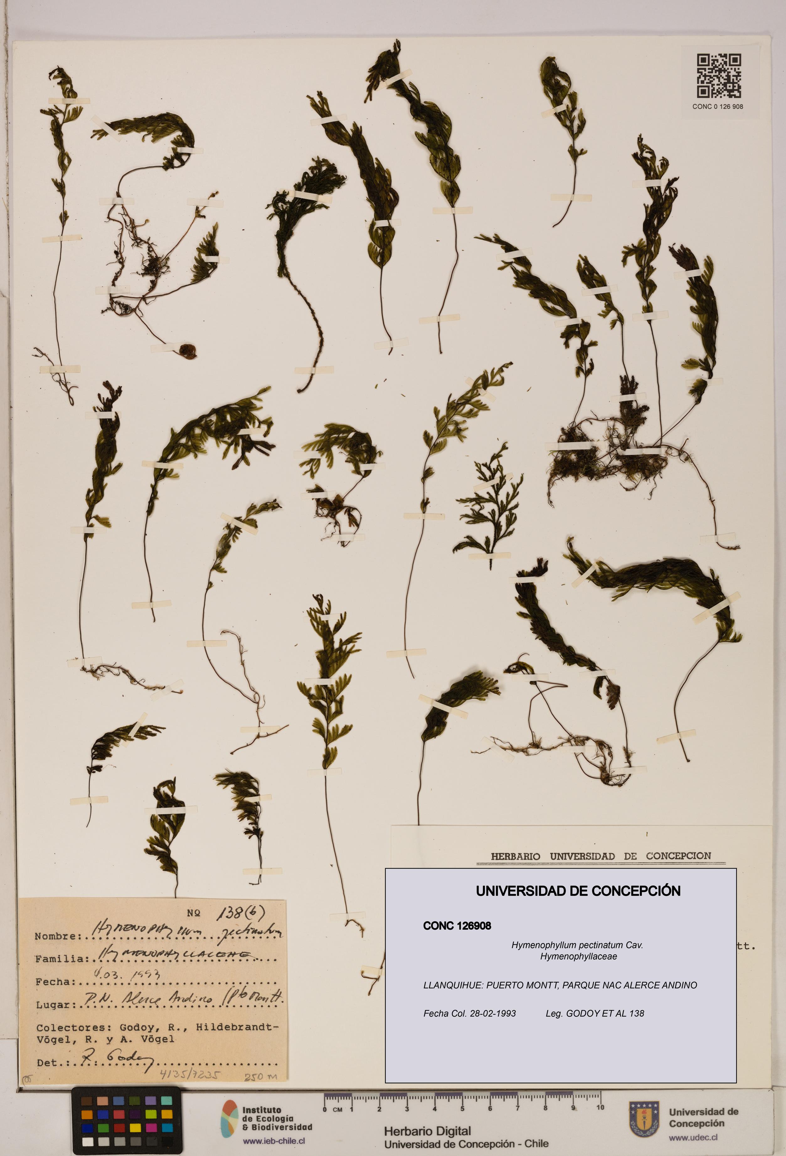 Hymenophyllum pectinatum [Espécimen: ]